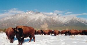 safe image.php  300x156