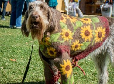 Dog at Taos Wool Festival