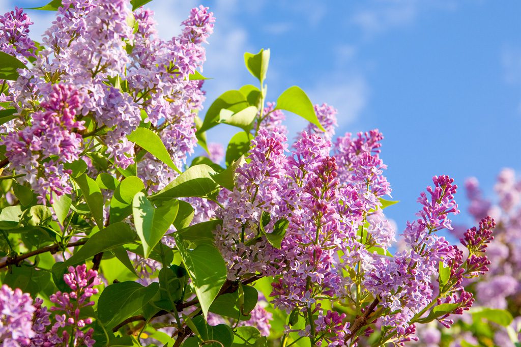 Blooming Lilacs against a blue sky.